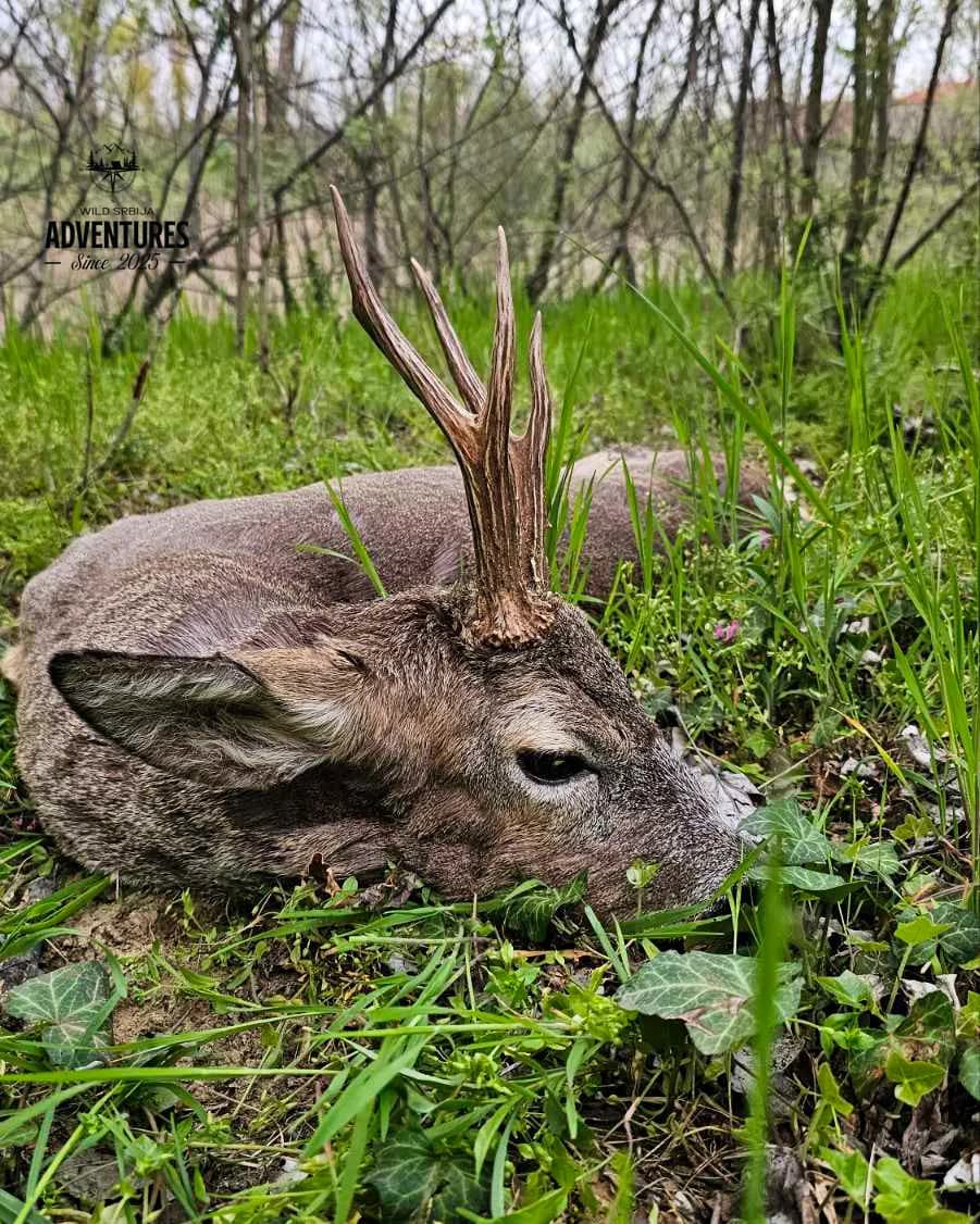 Lov Srndaća u Vojvodini - 2 lovna dana (1:1) - 2026/27 2