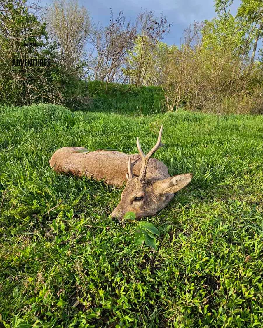 Lov Srndaća u Vojvodini - 2 lovna dana (1:1) - 2026/27 3