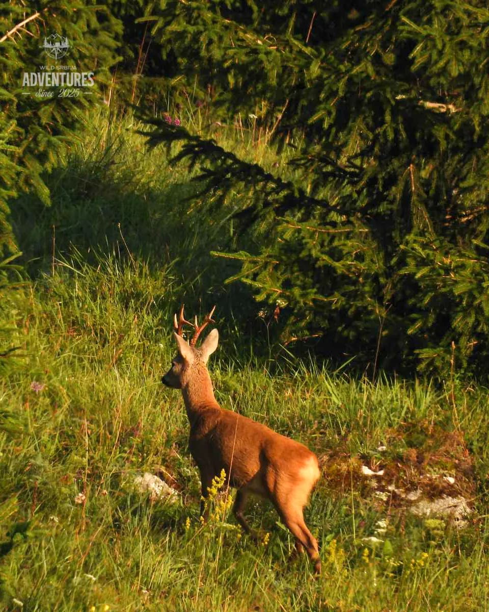 Planinski Lov Srndaća - No Limit (All Inclusive) 3