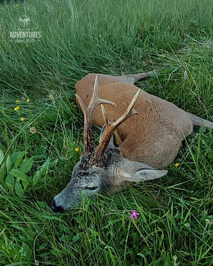 Planinski Lov Srndaća - No Limit (All Inclusive) 5