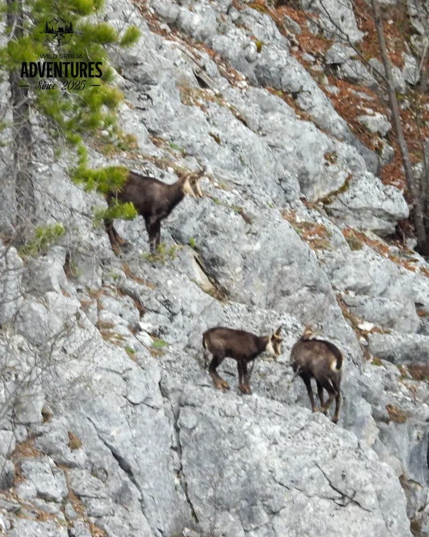 Planinski Lov Divokoze u Republici Srpskoj u 2026/2027 5