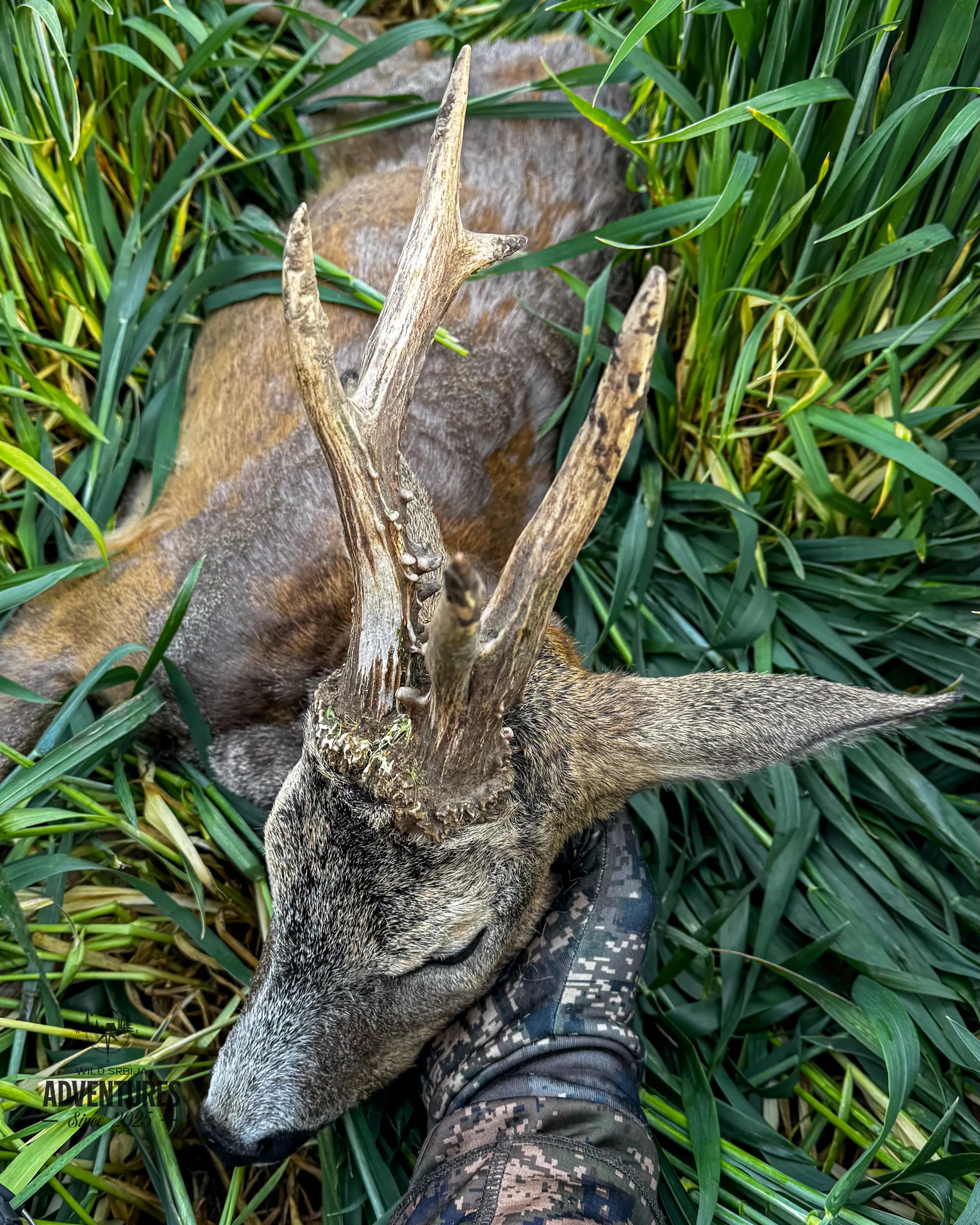 Lov Srndaća u Vojvodini - 2 lovna dana (1:1) - 2026/27 4