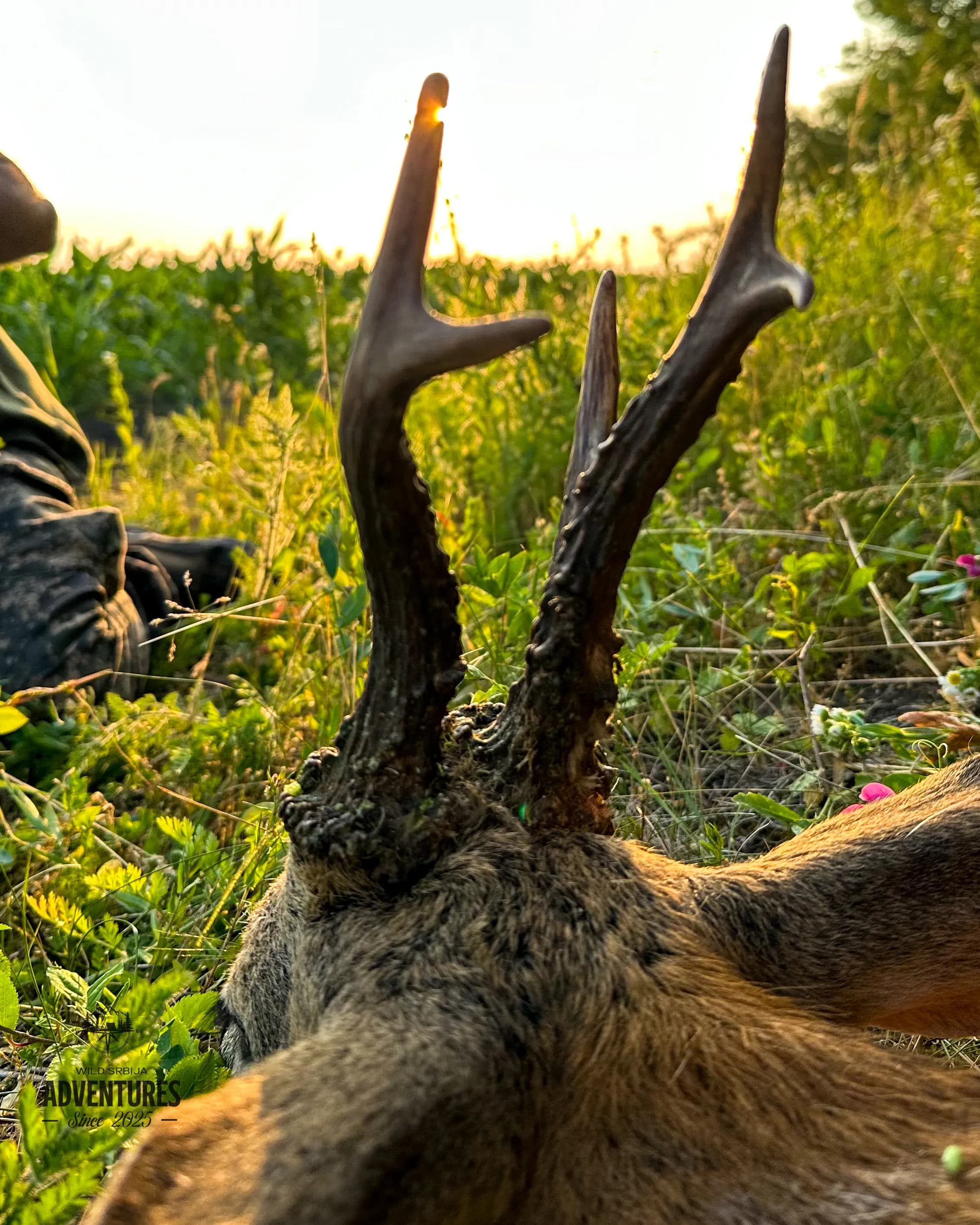 Lov Srndaća u Vojvodini - 2 lovna dana (1:1) - 2026/27 9