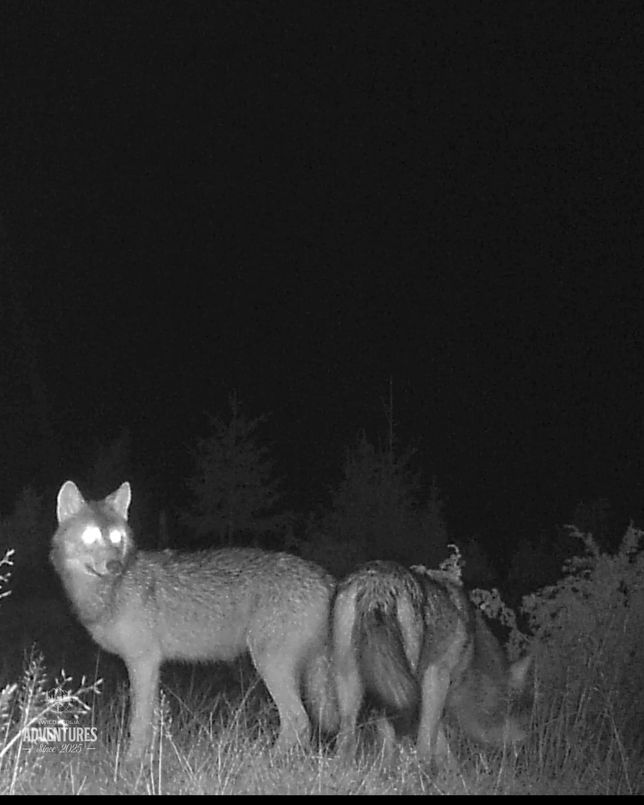 Lov Vuka čekanjem sa toplih čeka - nonexportable trophy 3