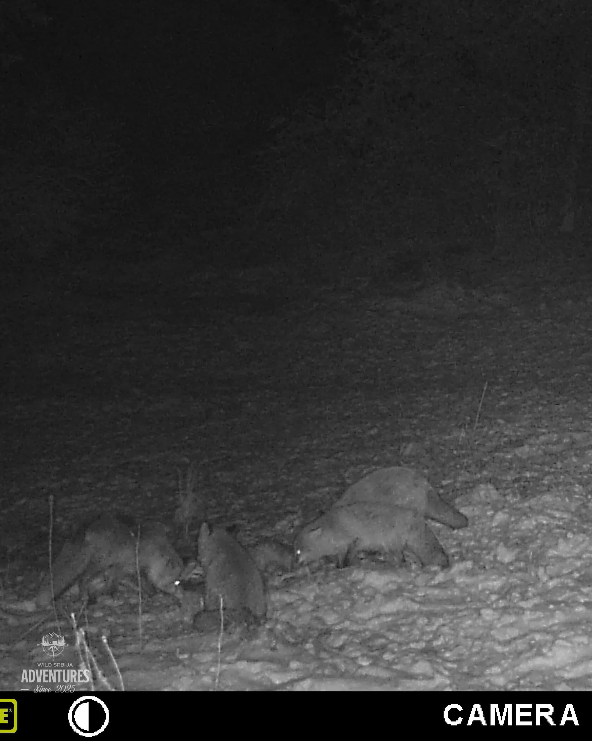 Lov Vuka čekanjem sa toplih čeka - nonexportable trophy 4