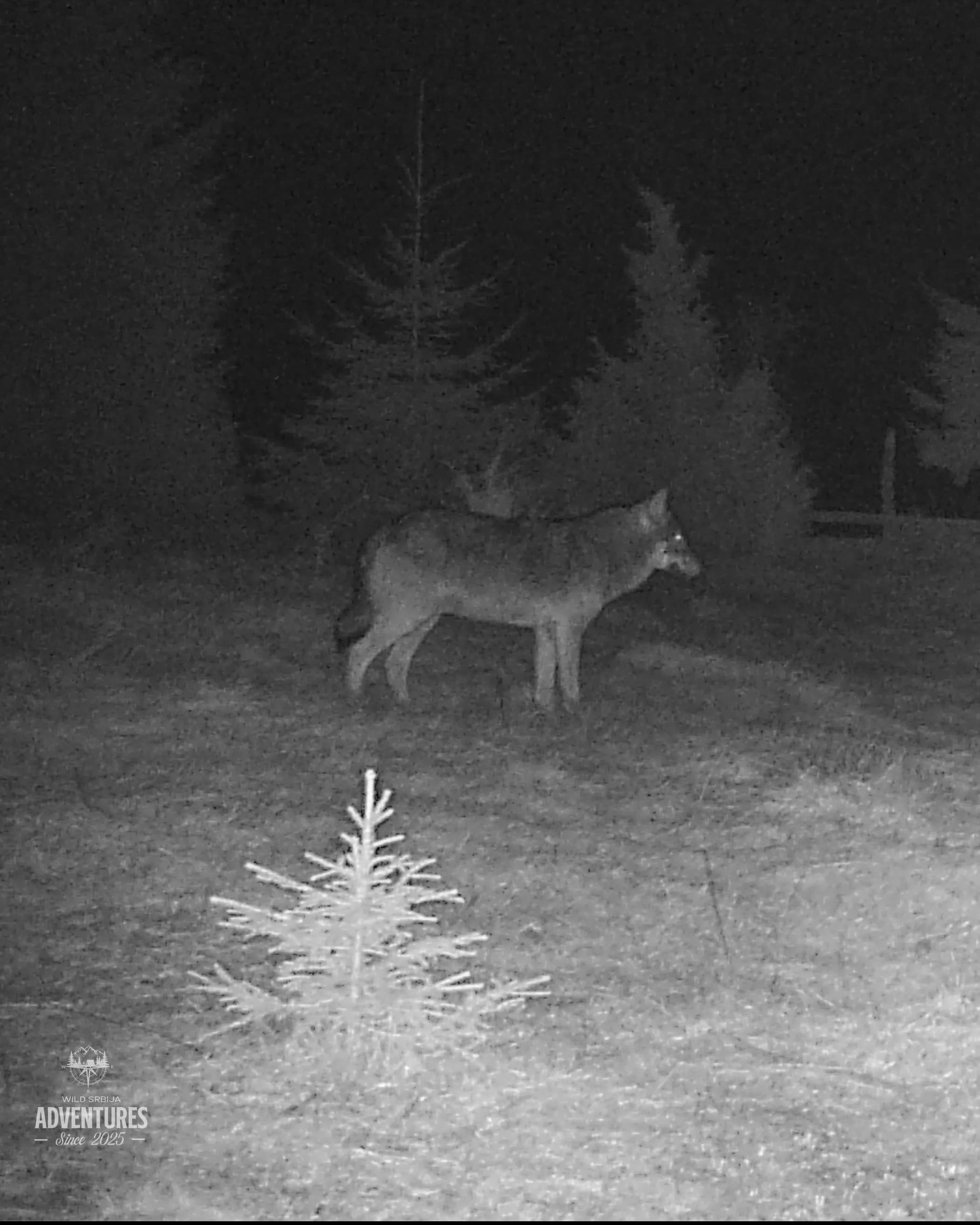 Lov Vuka čekanjem sa toplih čeka - nonexportable trophy 8