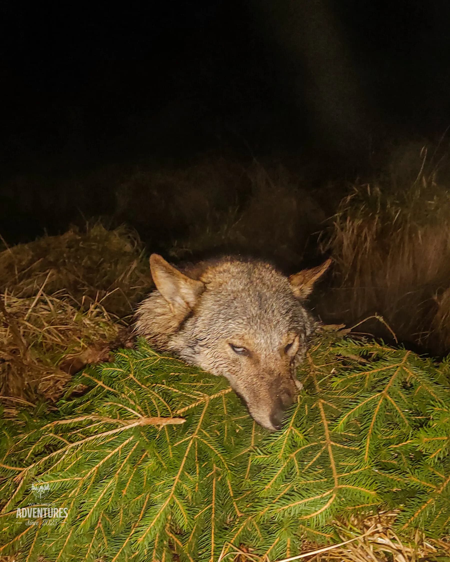 Lov Vuka čekanjem sa toplih čeka - nonexportable trophy 10