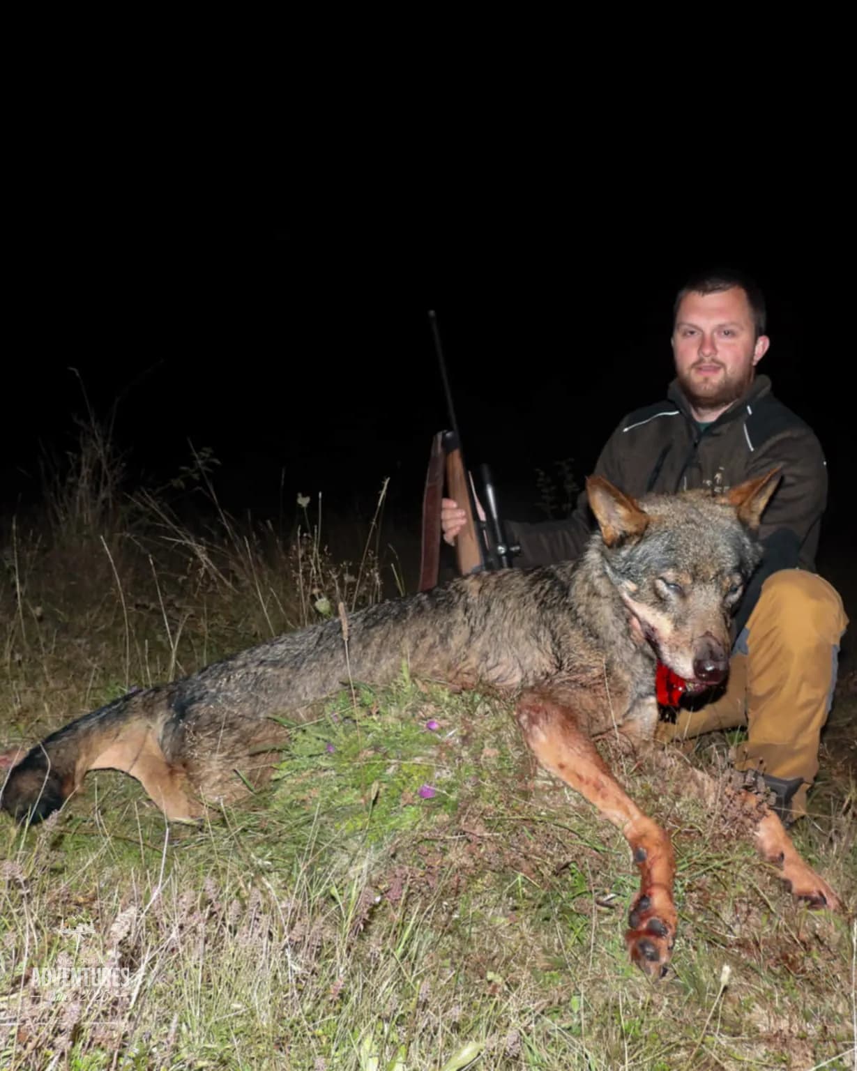 Lov Vuka čekanjem sa toplih čeka - nonexportable trophy