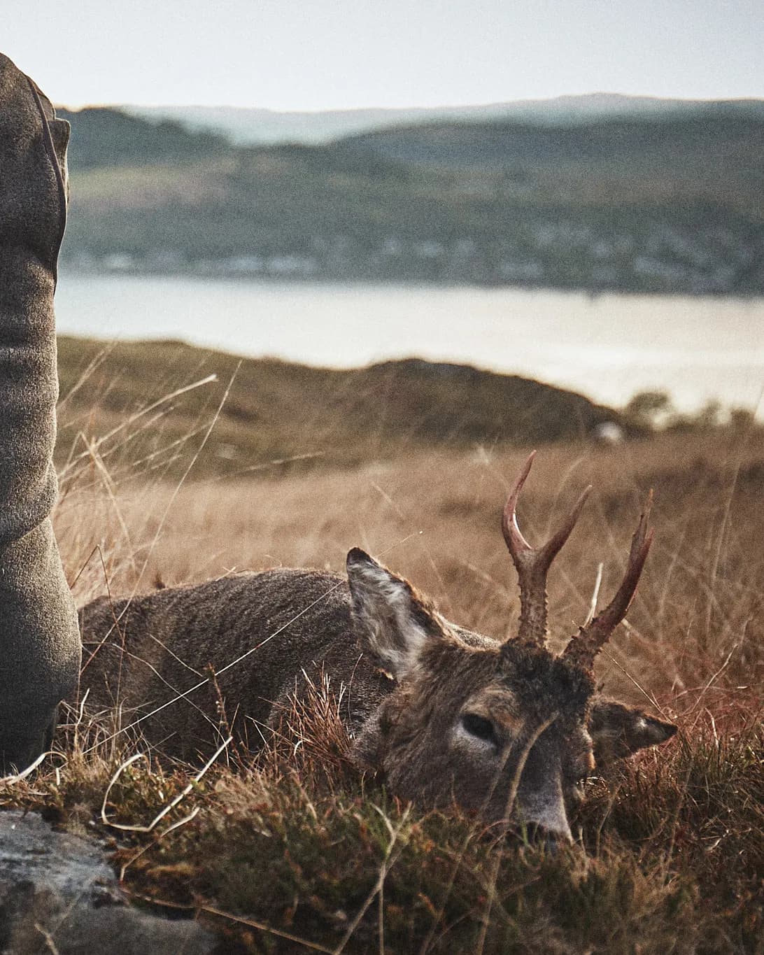 Lov Jelena - Severna Škotska 2026/27 11