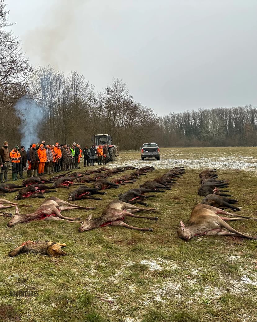 Pogonski Lov na Divlje Svinje, Košute i Telad - Madjarska