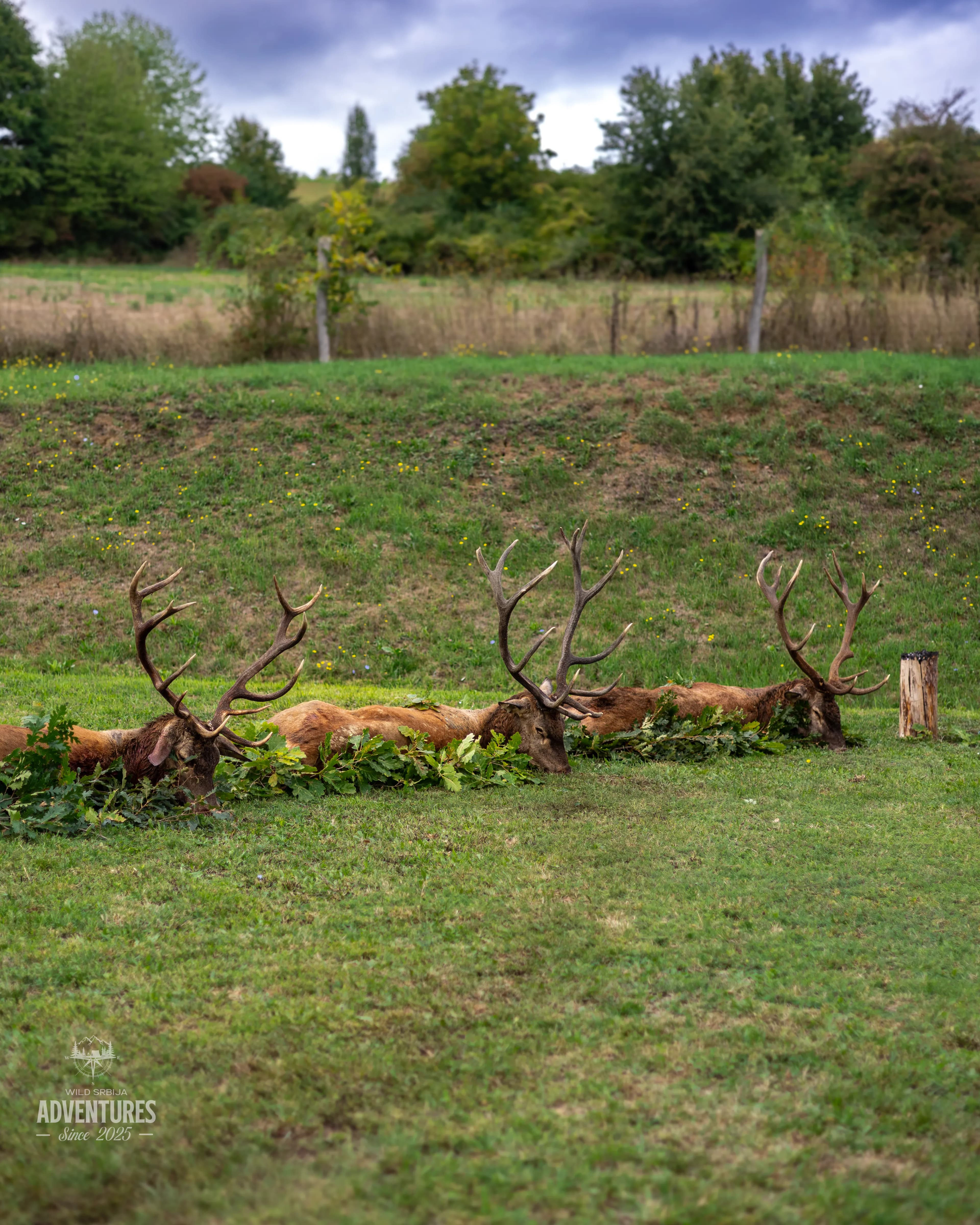 Dnevni Lov Jelena u Rici 2026/27 - Madjarska 6