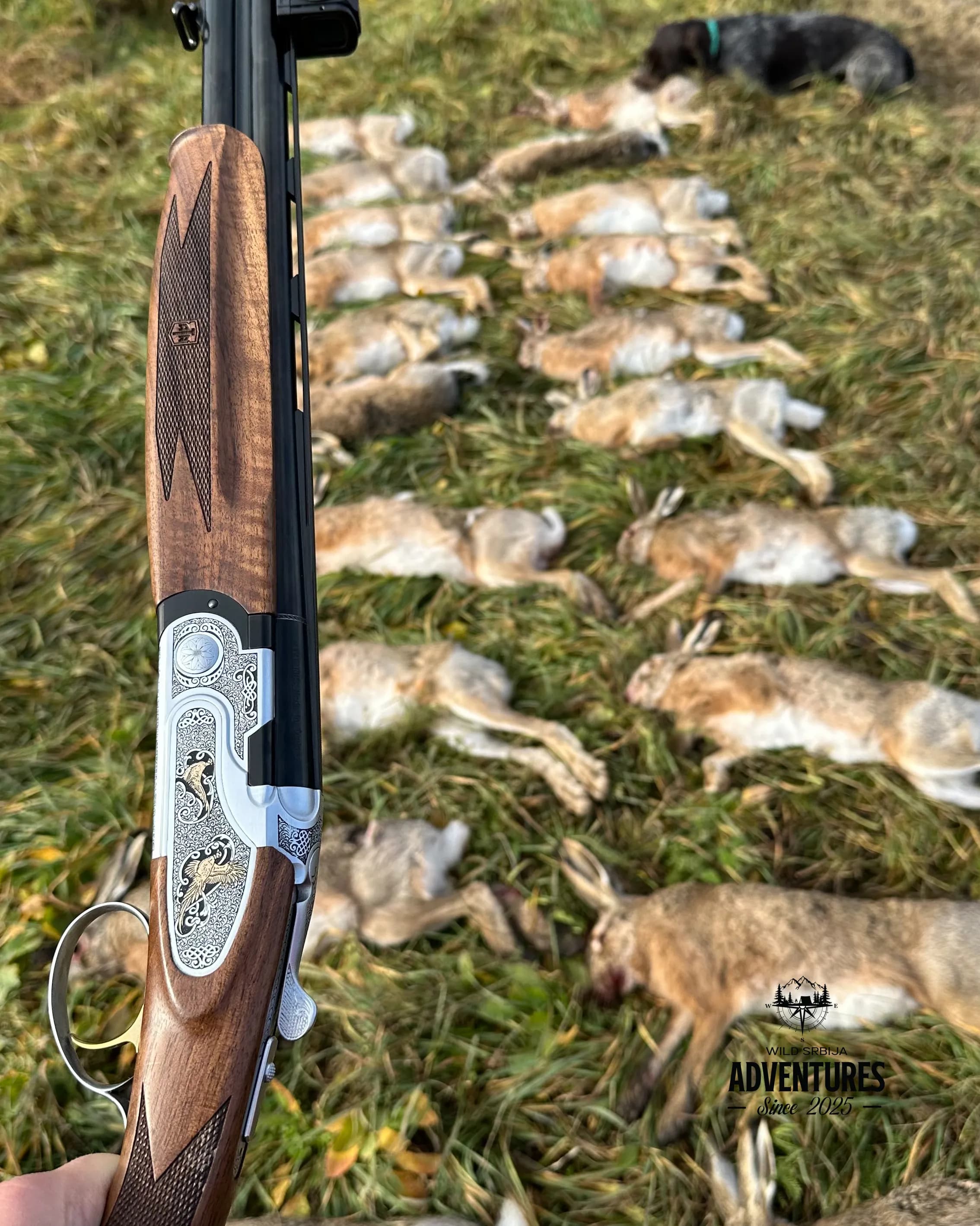 Lov na Zeca Potkovicom u Vojvodini 3