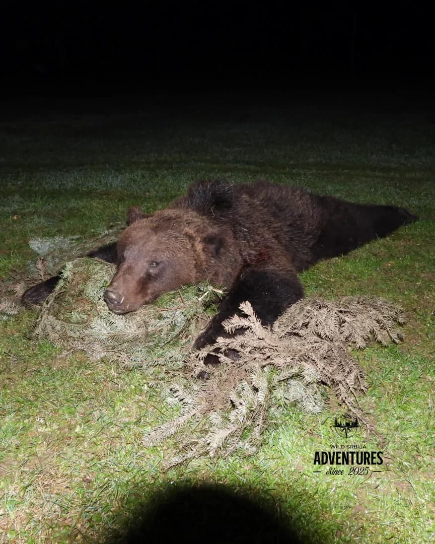 Lov Medveda čekanjem sa toplih čeka - nonexportable trophy 5