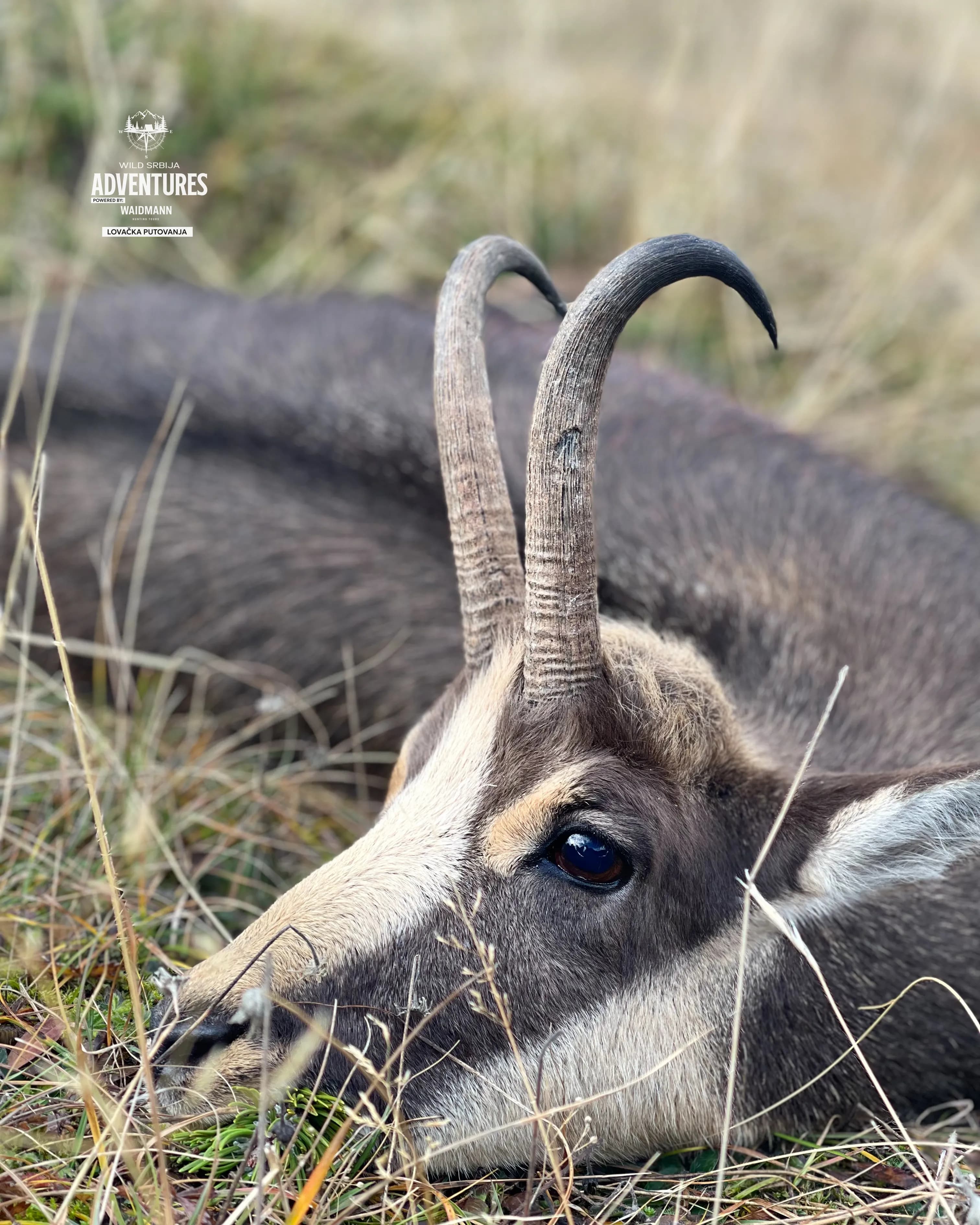 Planinski Lov Divokoze u Republici Srpskoj u 2026/2027 6