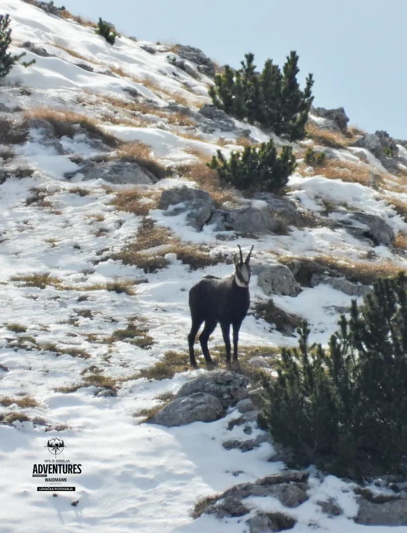Planinski Lov Divokoze u Republici Srpskoj u 2026/2027 10