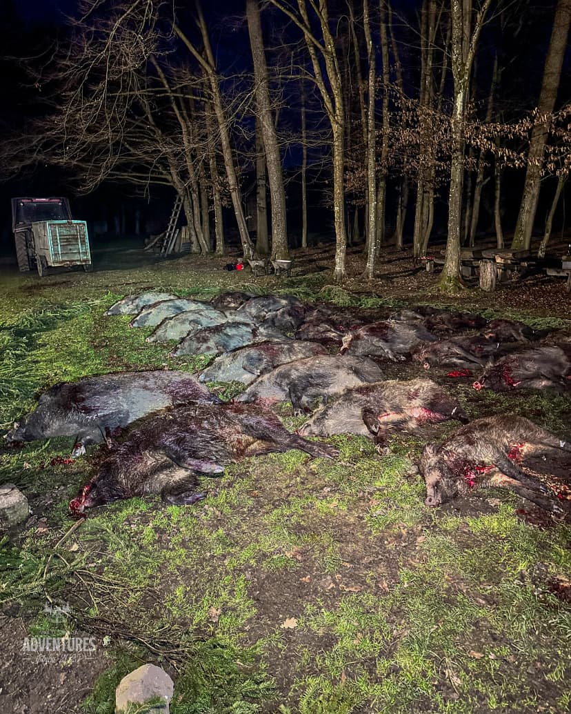 Pogonski Lov na Divlje Svinje - Hrvatska 15.01.2027.