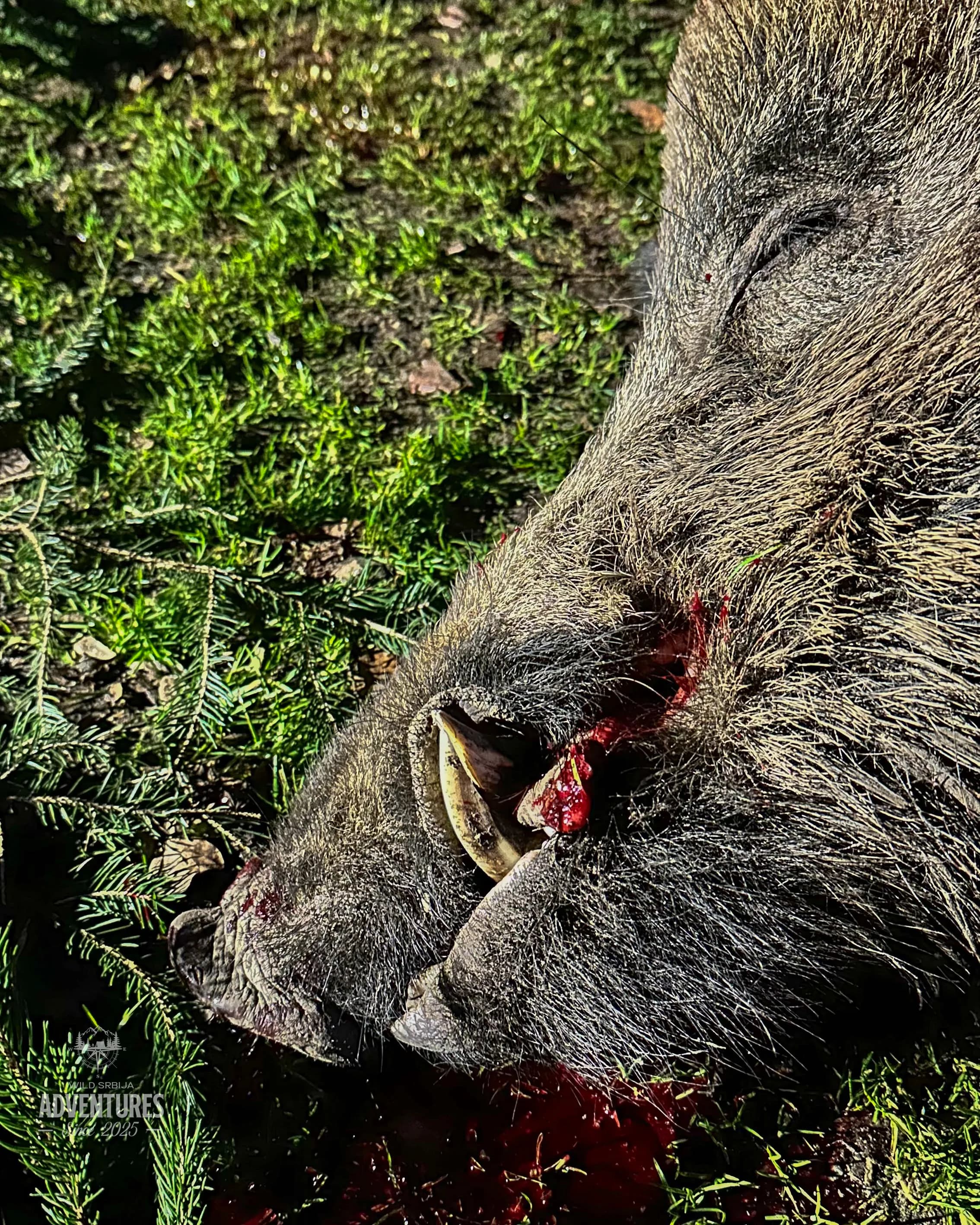 Pogonski Lov na Divlje Svinje - Hrvatska 15.01.2027. 5