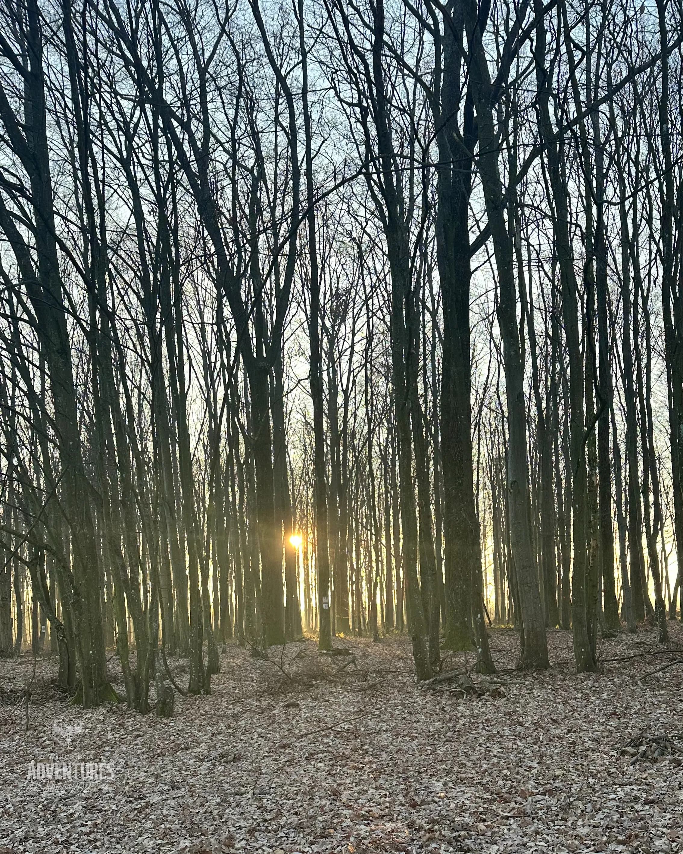 Pogonski Lov na Divlje Svinje - Hrvatska 15.01.2027. 10