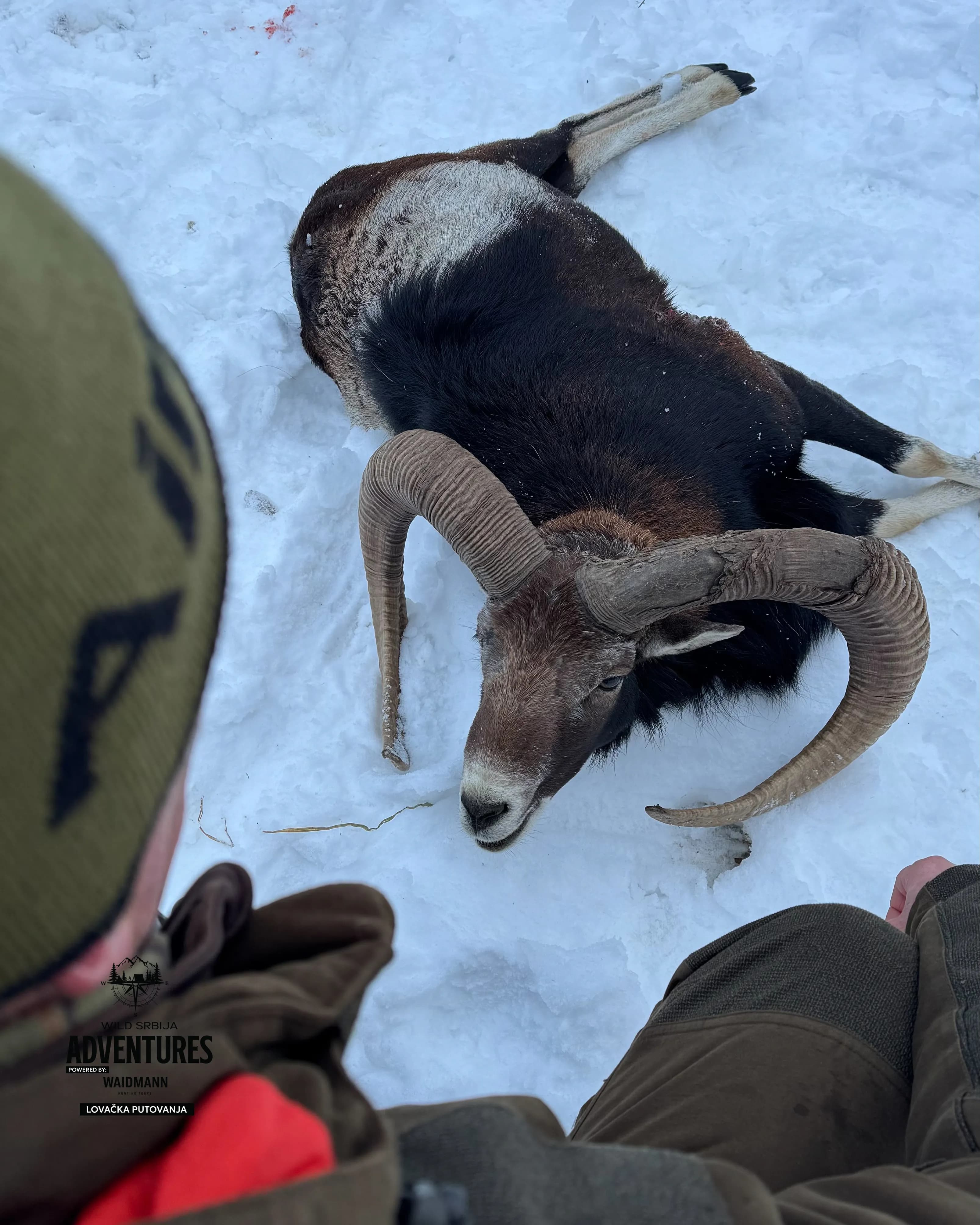 Lov Jelena Lopatara/Muflona/Evropskog Jelena - Madjarska 10