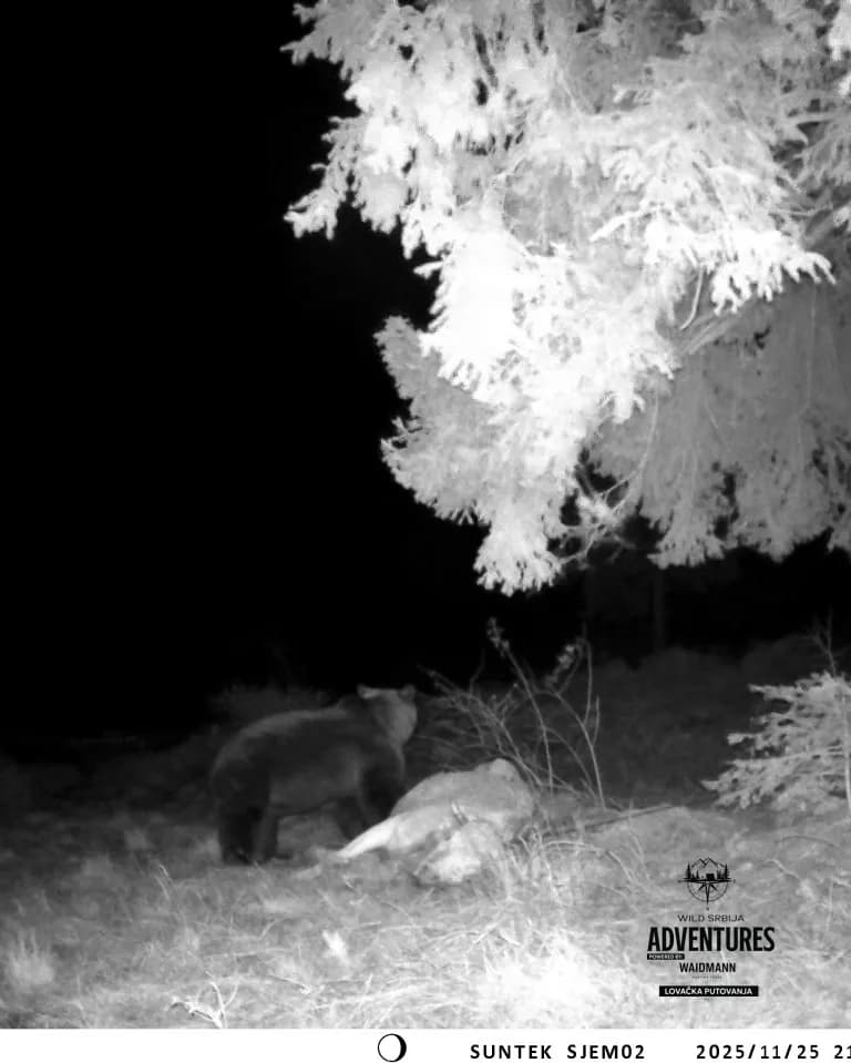 Lov Medveda čekanjem sa toplih čeka - nonexportable trophy 6