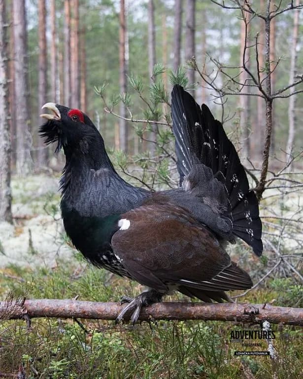 Lov Tetreba - Bosna i Hercegovina  2