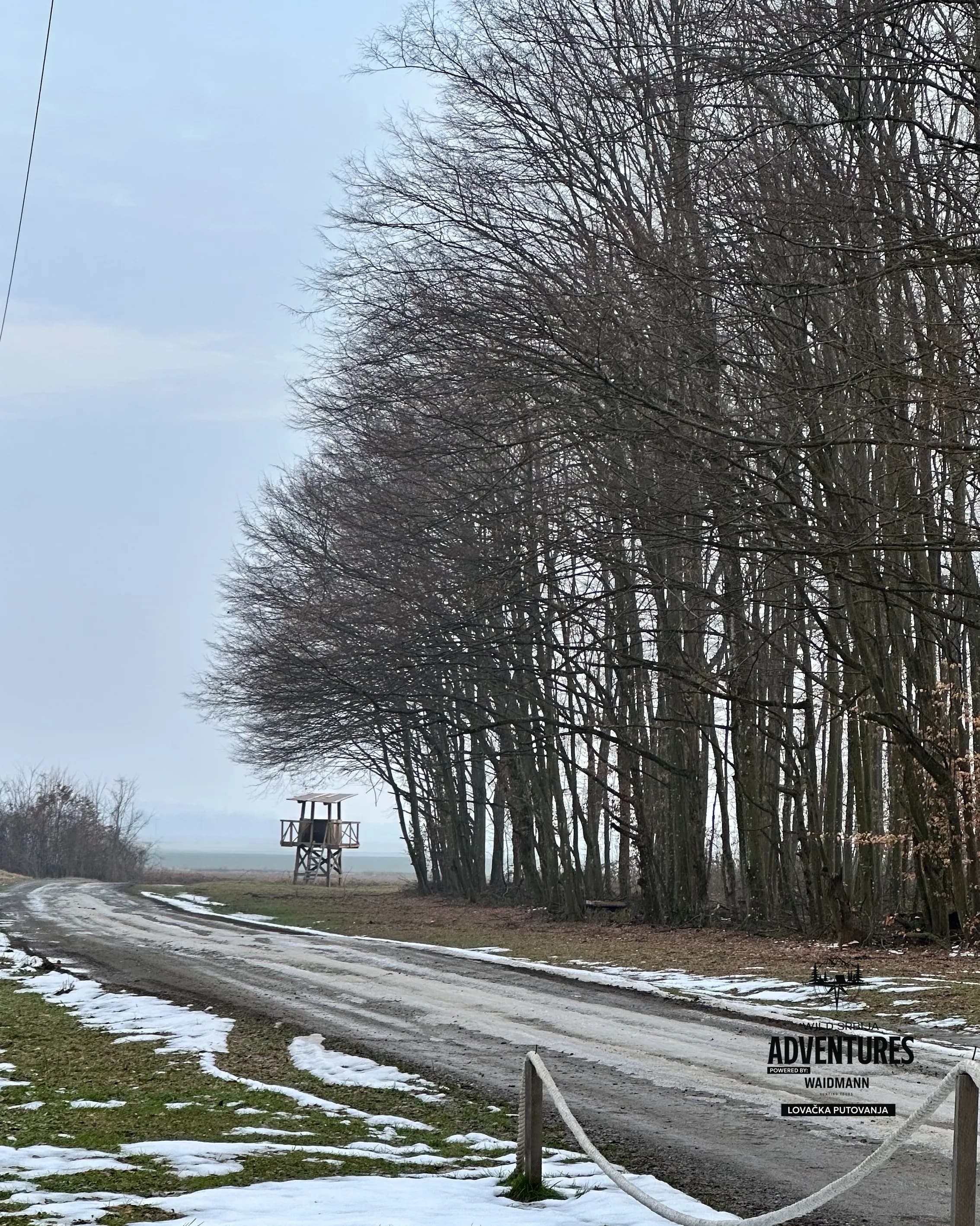 Lov Divljih svinja čekanjem - Hrvatska  2