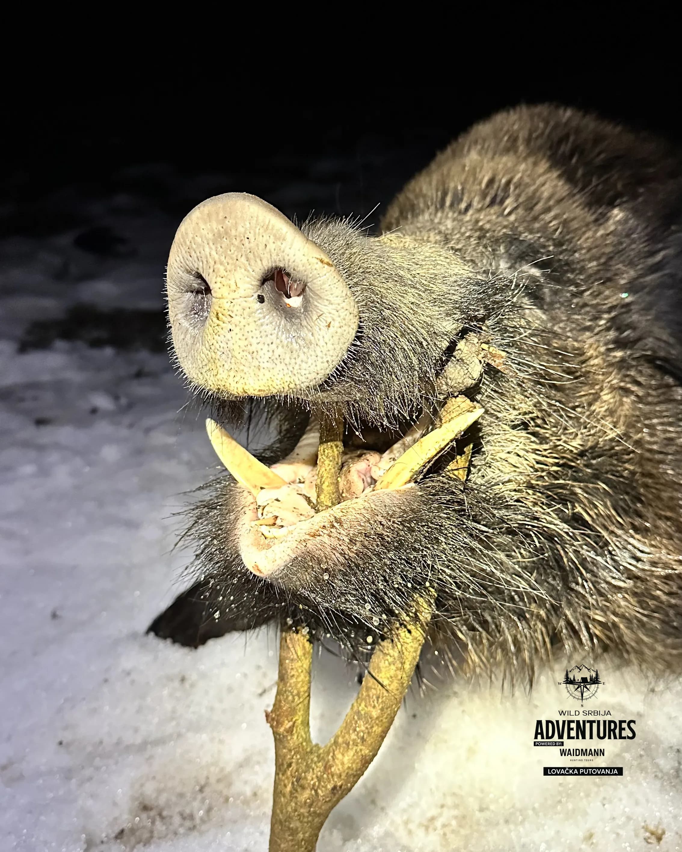 Lov Divljih svinja čekanjem - Hrvatska  4