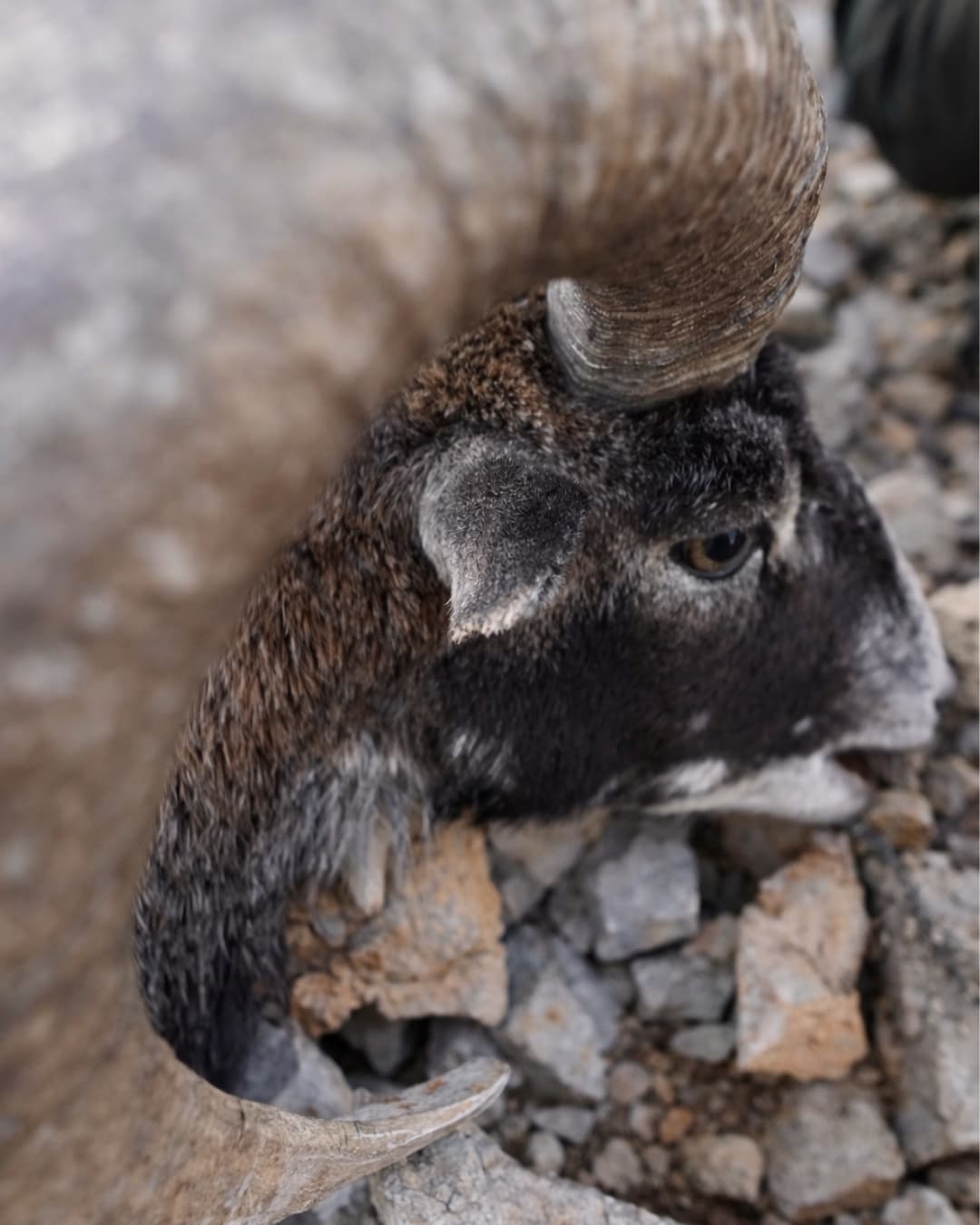 Lov Muflona - Hrvatska (primorje) - No Limit 2