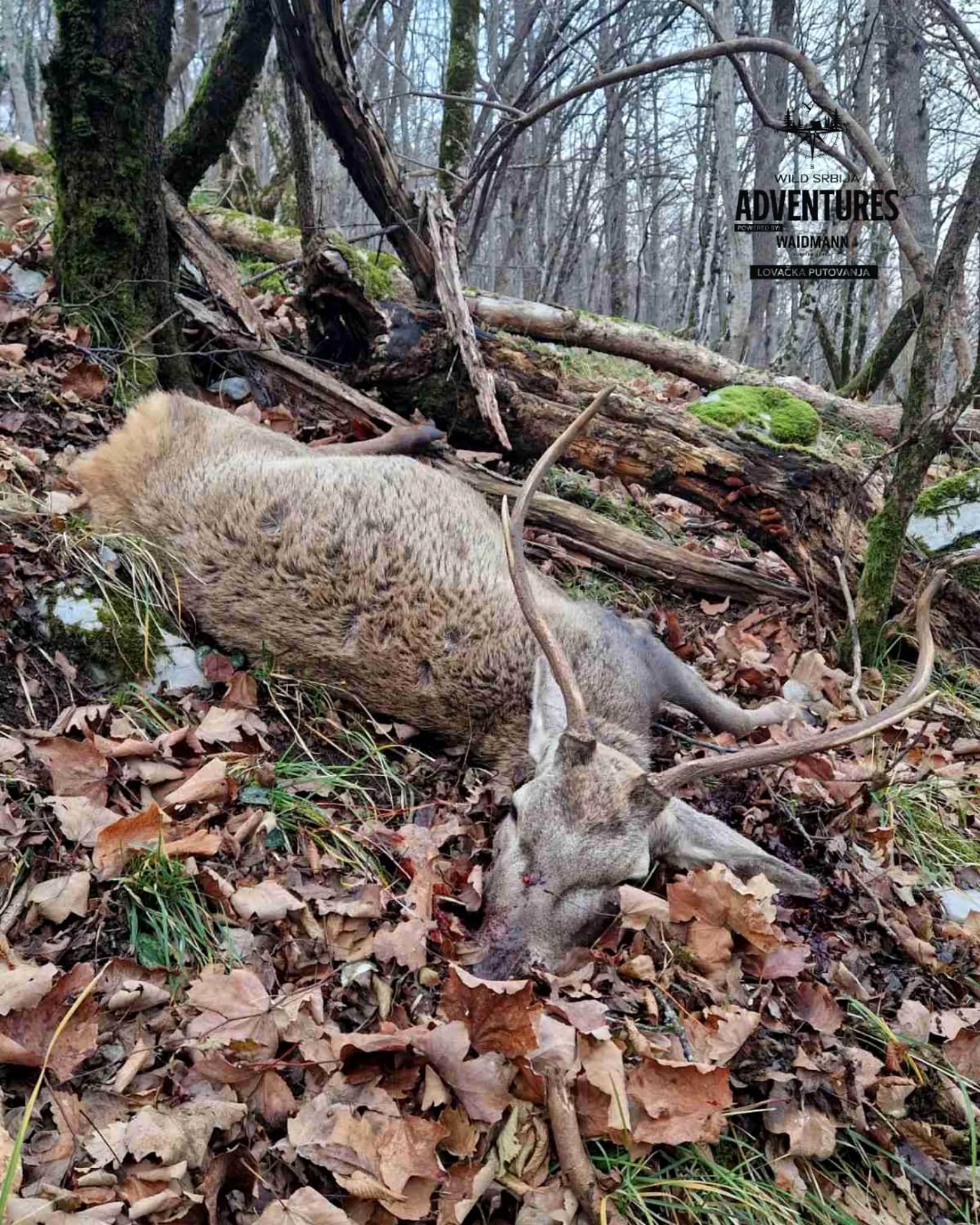 Lov Evropskog Jelena - Slovenija - Selekcija - All inclusive 4