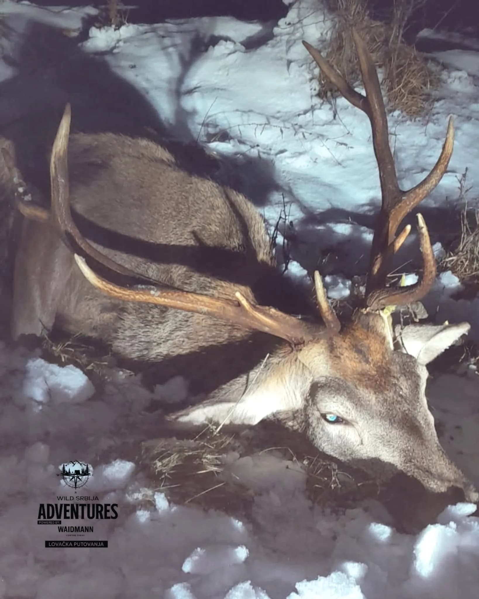 Lov Evropskog Jelena - Slovenija - Selekcija - All inclusive 6