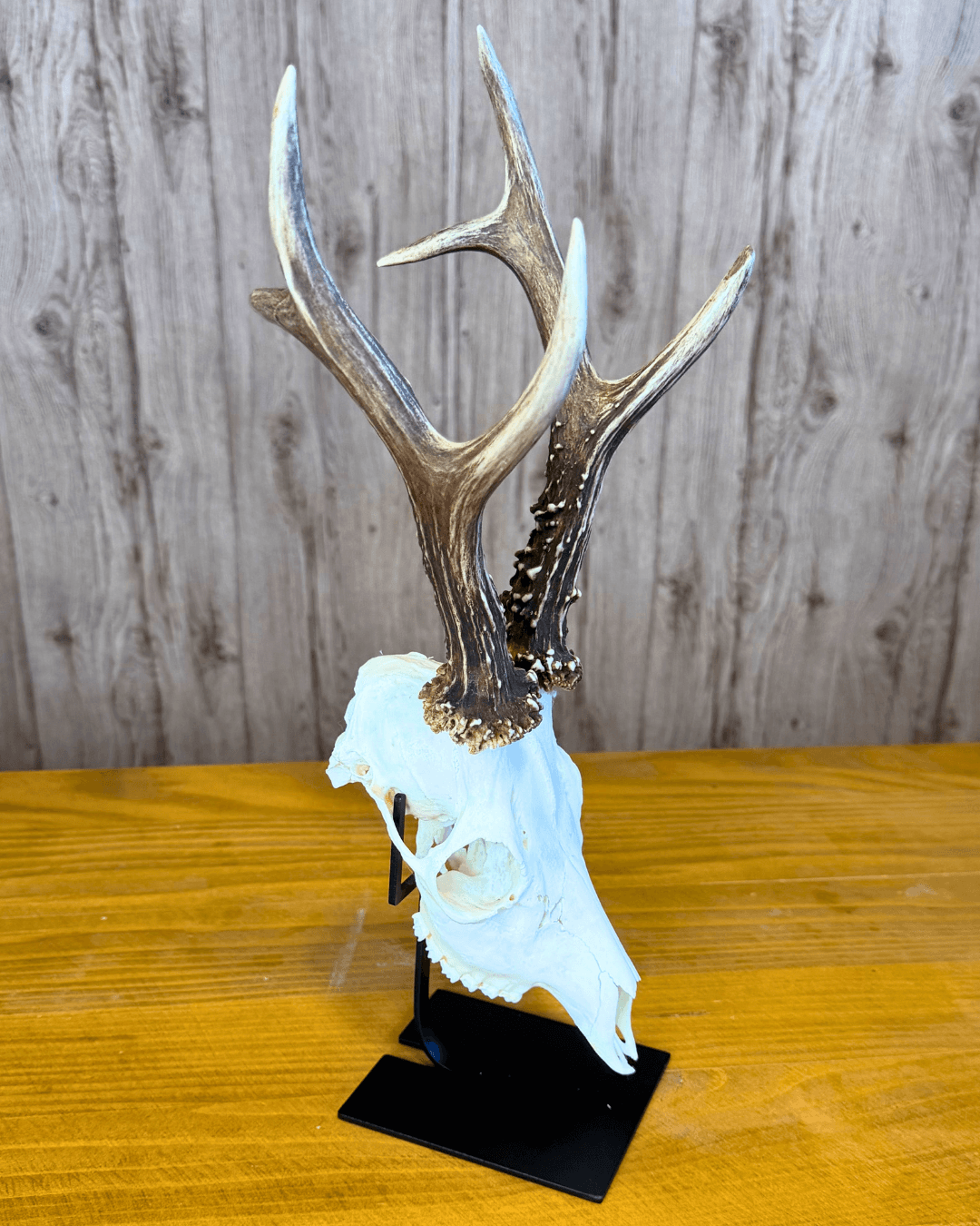 Metalni stalak za trofeje - N 2