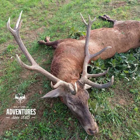 Selektivni lov Jelenske divljači i Divljih Svinja - Madjarska 2026/27 2