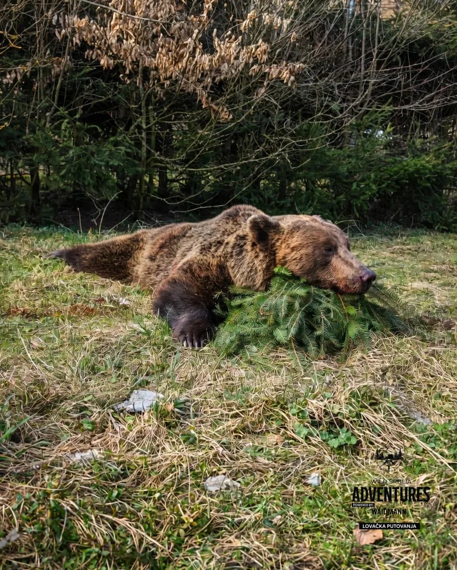 Lov Medveda čekanjem sa toplih čeka (All inclusive) - nonexportable trophy 4