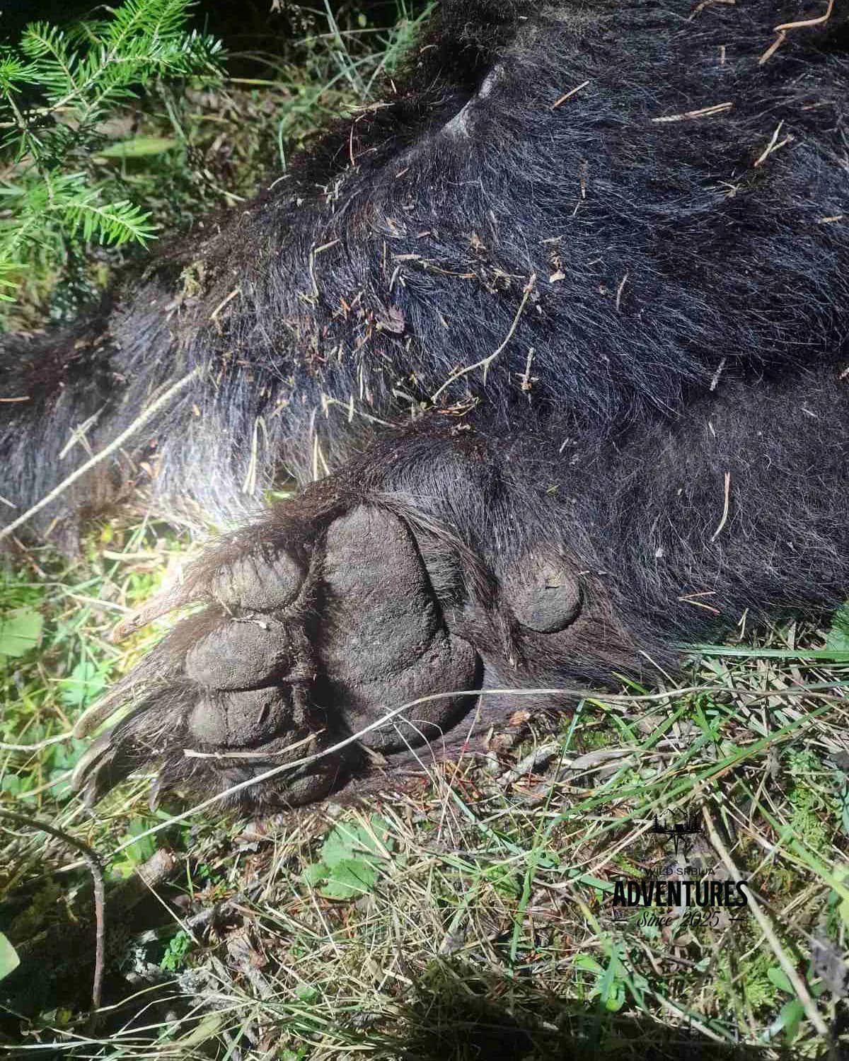 Lov Medveda čekanjem sa toplih čeka (All inclusive) - nonexportable trophy 7