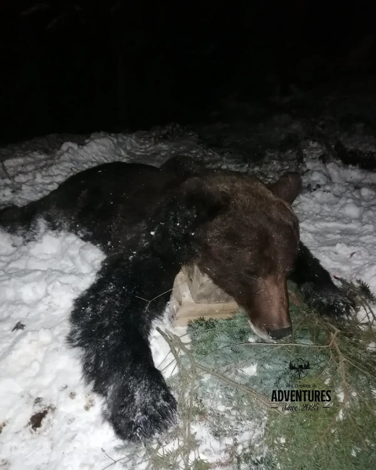 Lov Medveda čekanjem sa toplih čeka (All inclusive) - nonexportable trophy 9