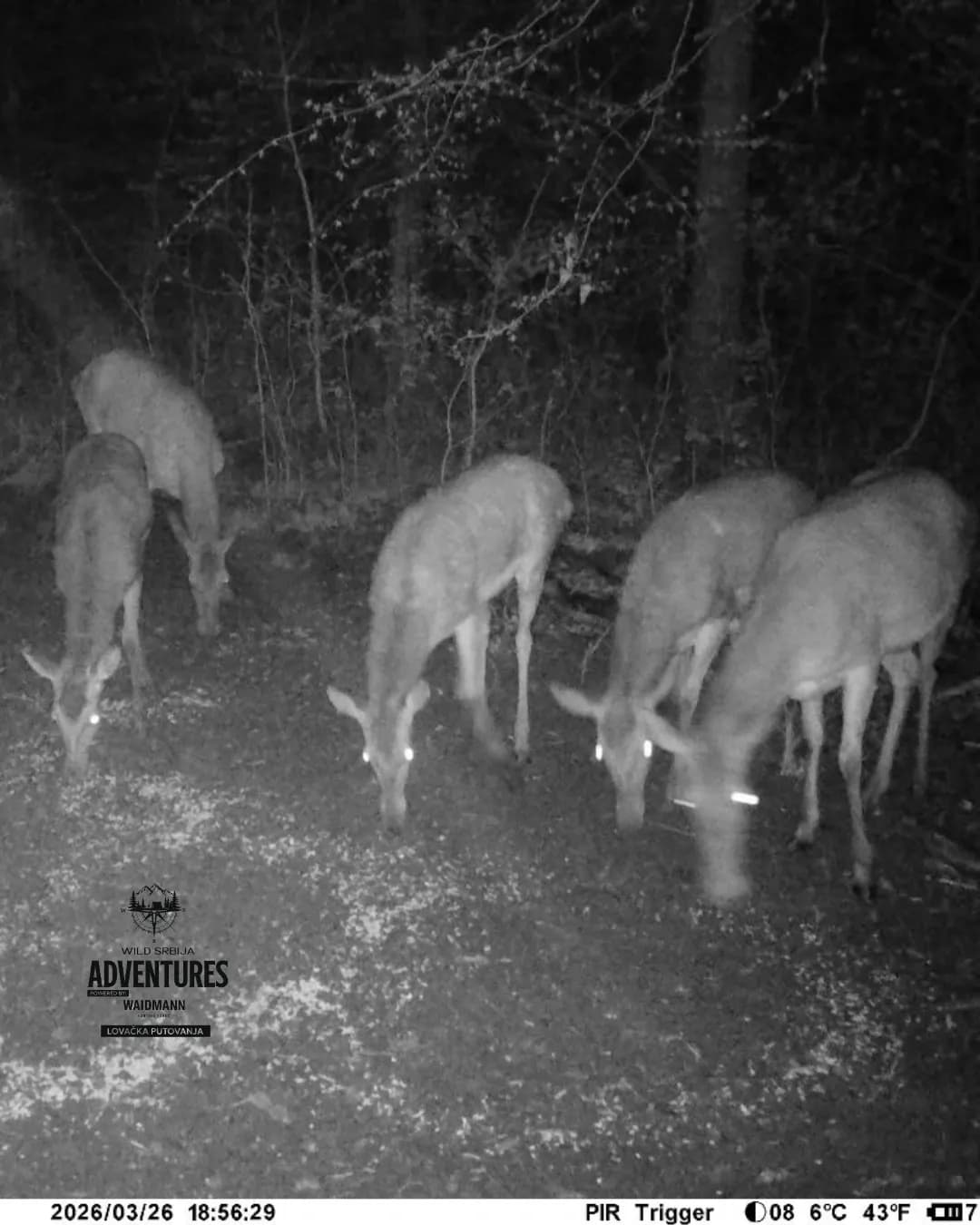 Selektivni lov Jelenske divljači i Divljih Svinja - Madjarska 2026/27 6