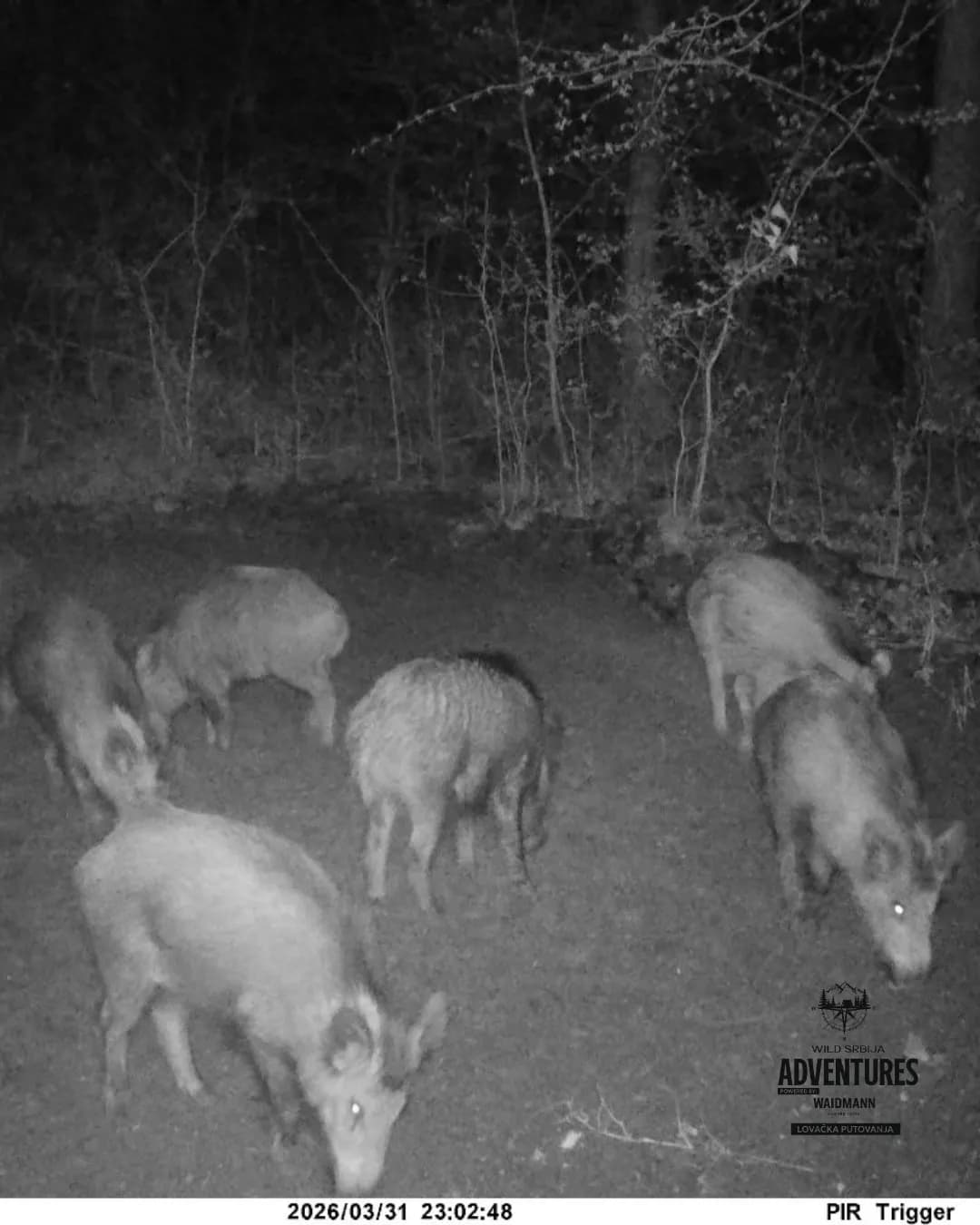 Selektivni lov Jelenske divljači i Divljih Svinja - Madjarska 2026/27 7