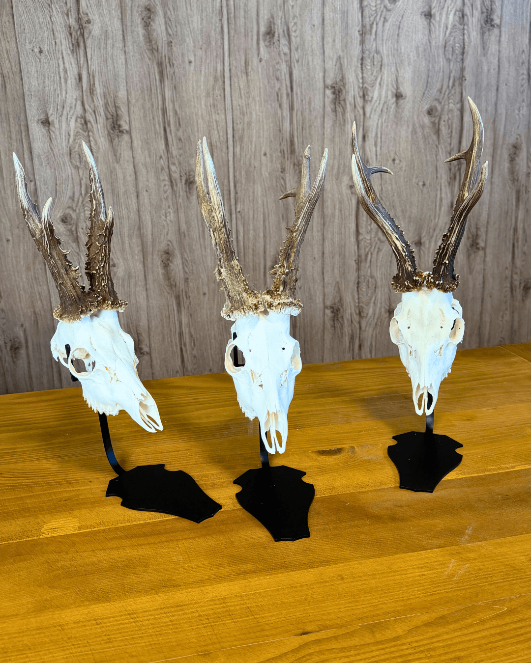 Metalni stalak za trofeje - V 2