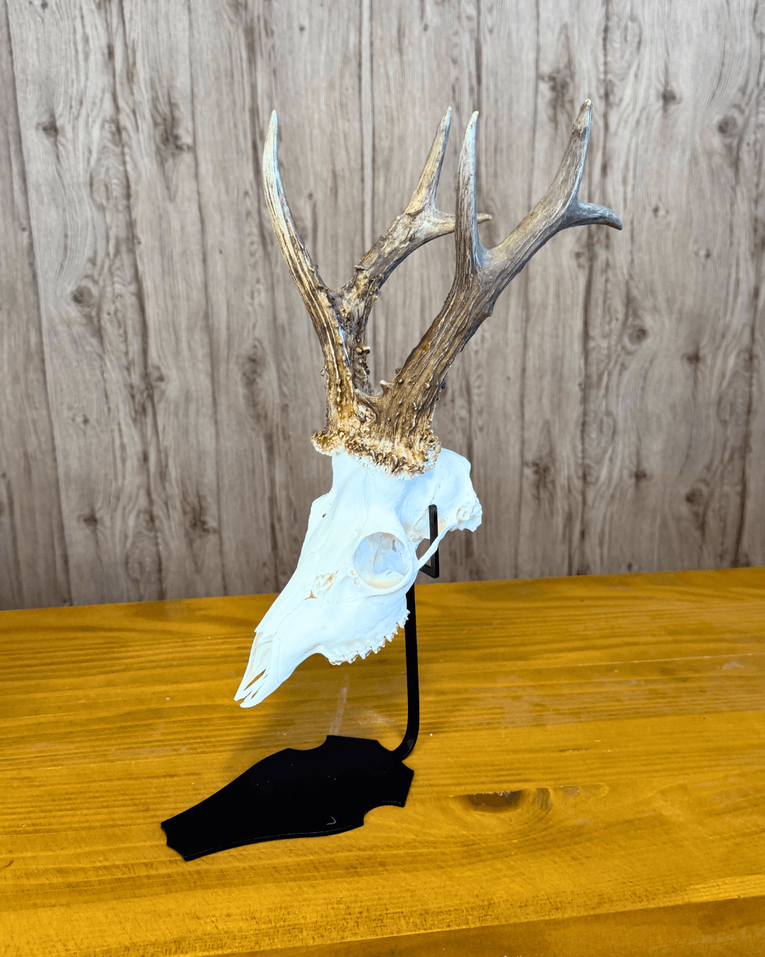 Metalni stalak za trofeje - V 3